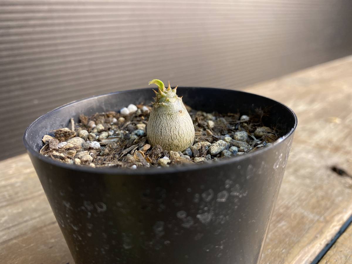 2 パキポディウム ウィンゾリー Pachypodium windsorii 実生 fenixijui.com