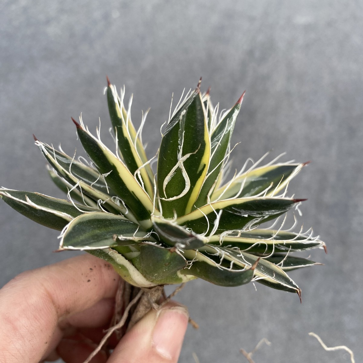 M1 多肉植物アガベ 白糸の王妃笹の雪錦C型選抜株