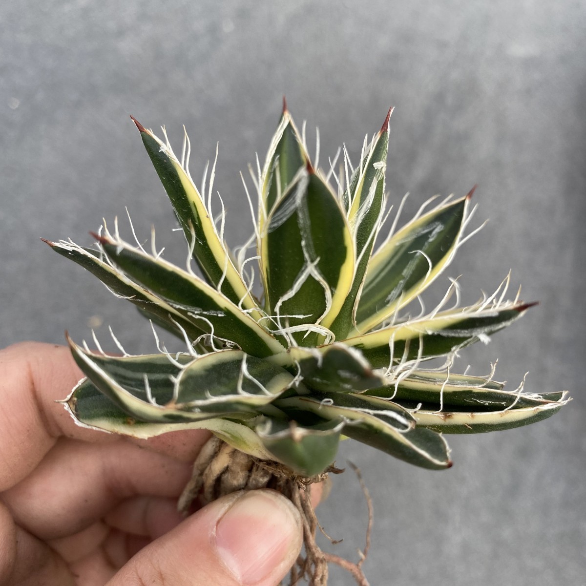 M6 多肉植物アガベ 白糸の王妃笹の雪錦C型選抜株