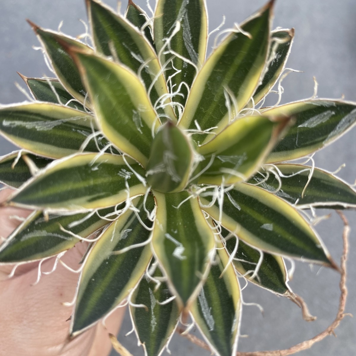 M14 多肉植物アガベ 白糸の王妃笹の雪錦C型選抜株 | www.jongnhams.com