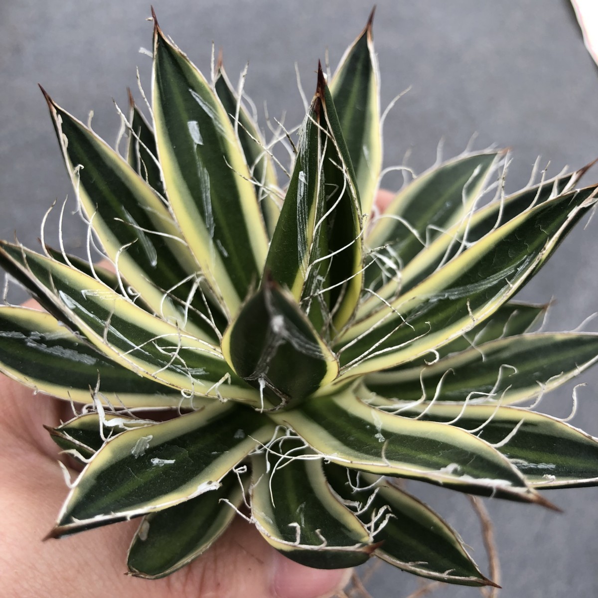R25 多肉植物アガベ 白糸の王妃笹の雪錦C型選抜株(アガベ)|売買された