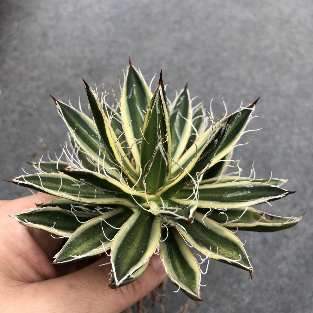 R26 多肉植物アガベ 白糸の王妃笹の雪錦C型選抜株(アガベ)|売買された
