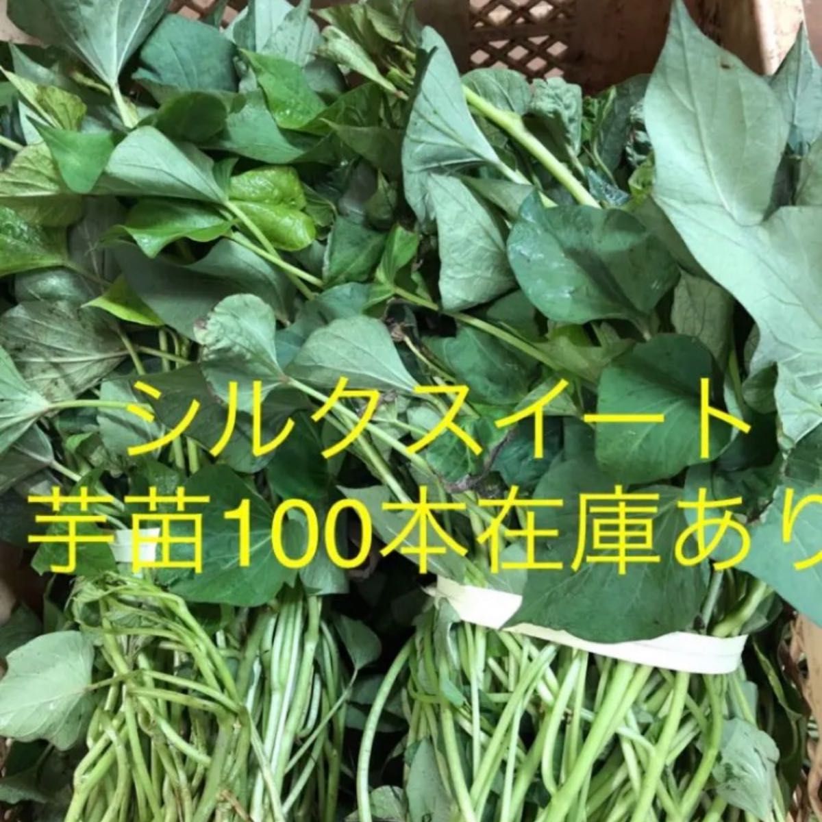 し シルクスイート さつまいも苗100本送料込みサツマイモ苗|Yahoo