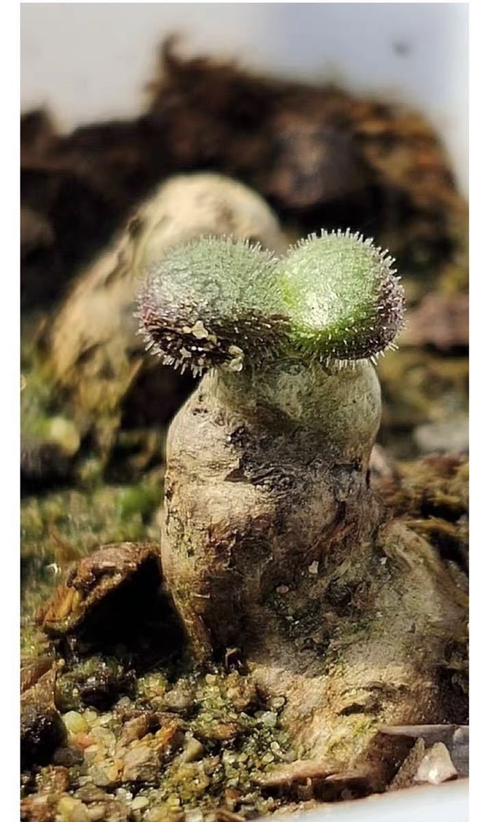 希少サボテンTylecodon nolteei チレコドン ノルティ 多肉植物 球根