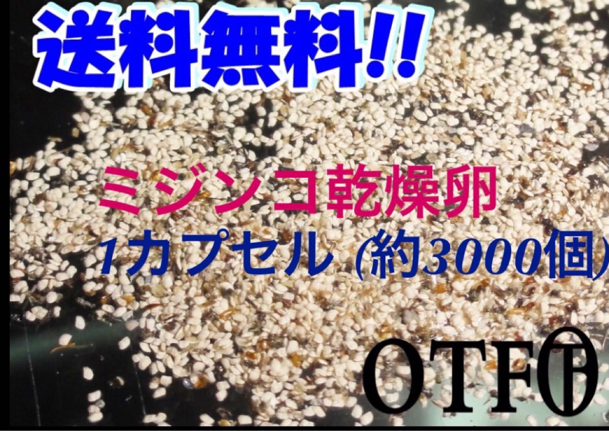 タマミジンコ乾燥卵（約３０００個)１カプセル 小さくて柔らかいミジンコ 稚魚やメダカ、小型の魚、金魚などの生き餌に最適！