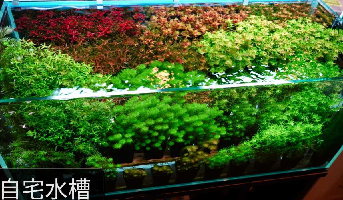 SALE】 ロタラレイアウトセット 水中葉 3種類おまけ有り ivv-jva.com