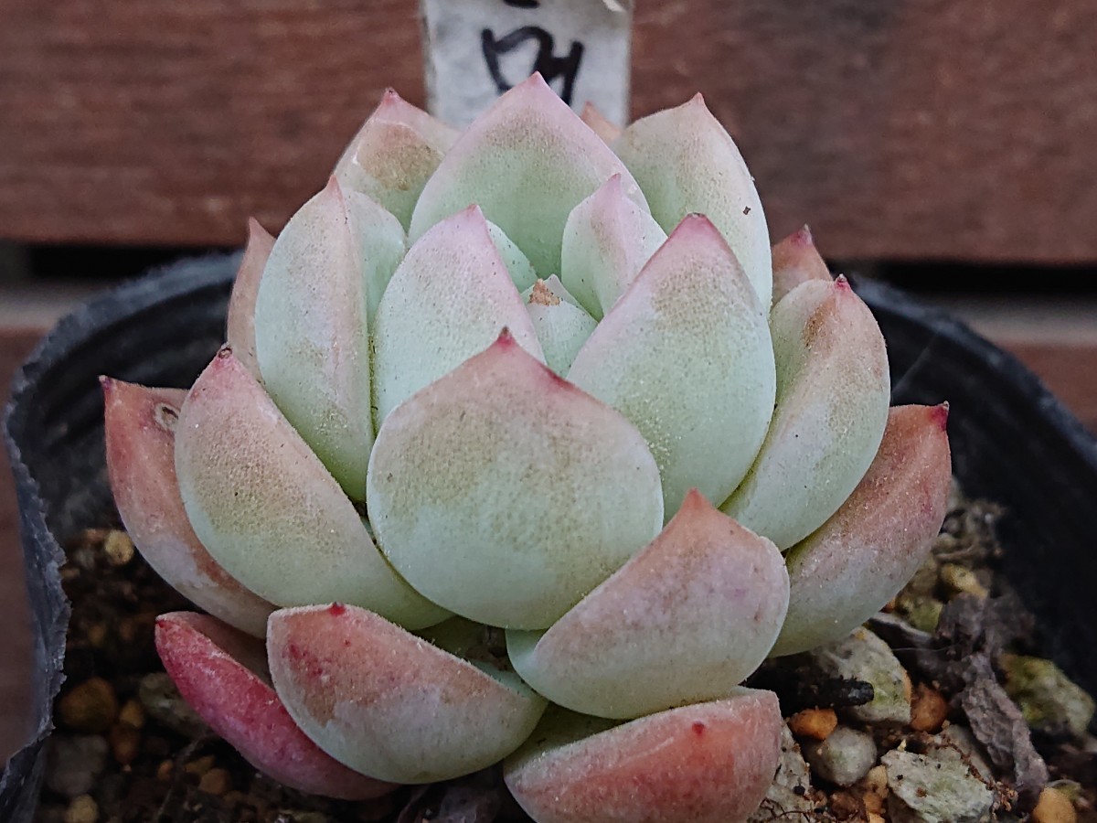 ヤフオク! - ウォーターリリー 多肉植物 エケベリア 抜き苗