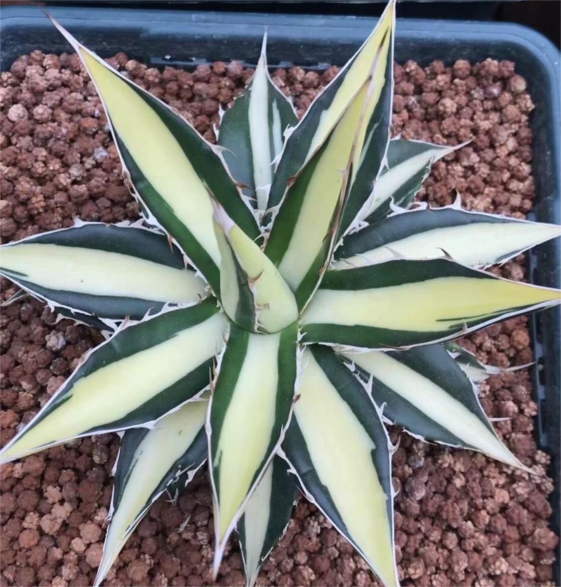 B37 多肉植物アガベ ホリダ horrida 白中斑 鮮明錦 超希少錦 鮮明錦 3