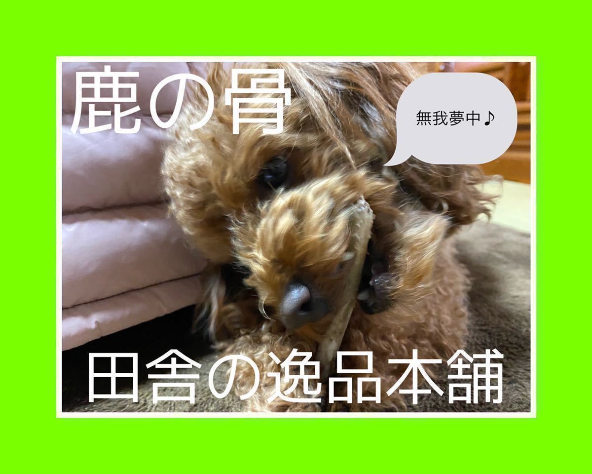 ★ワンちゃんのストレス発散に★鹿の骨 犬用 ガム 100g以上 小型犬〜中型犬用 送料無料_画像2