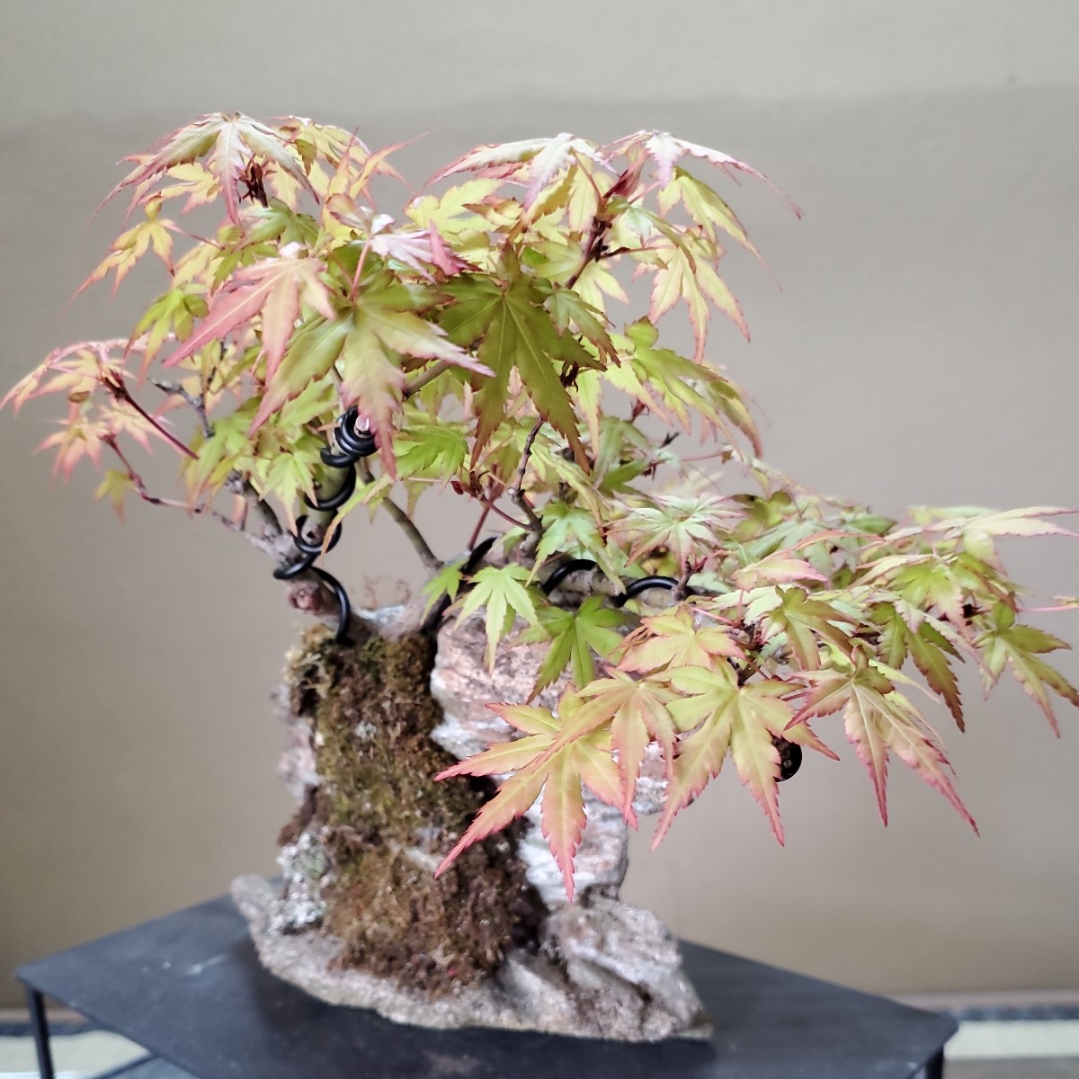 通販超激得】 ヤフオク! - 水石・鑑賞石 古谷石 滝景 №217 複雑な景に