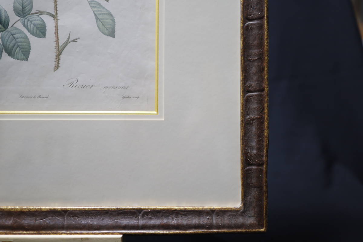 「バラ図譜」フォリオサイズ 第１版 1817～1821 ROSA MUSCASA