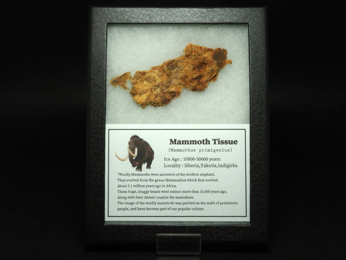 ケナガマンモスの肉（組織）【Mammuthus primigenius】ロシア シベリア