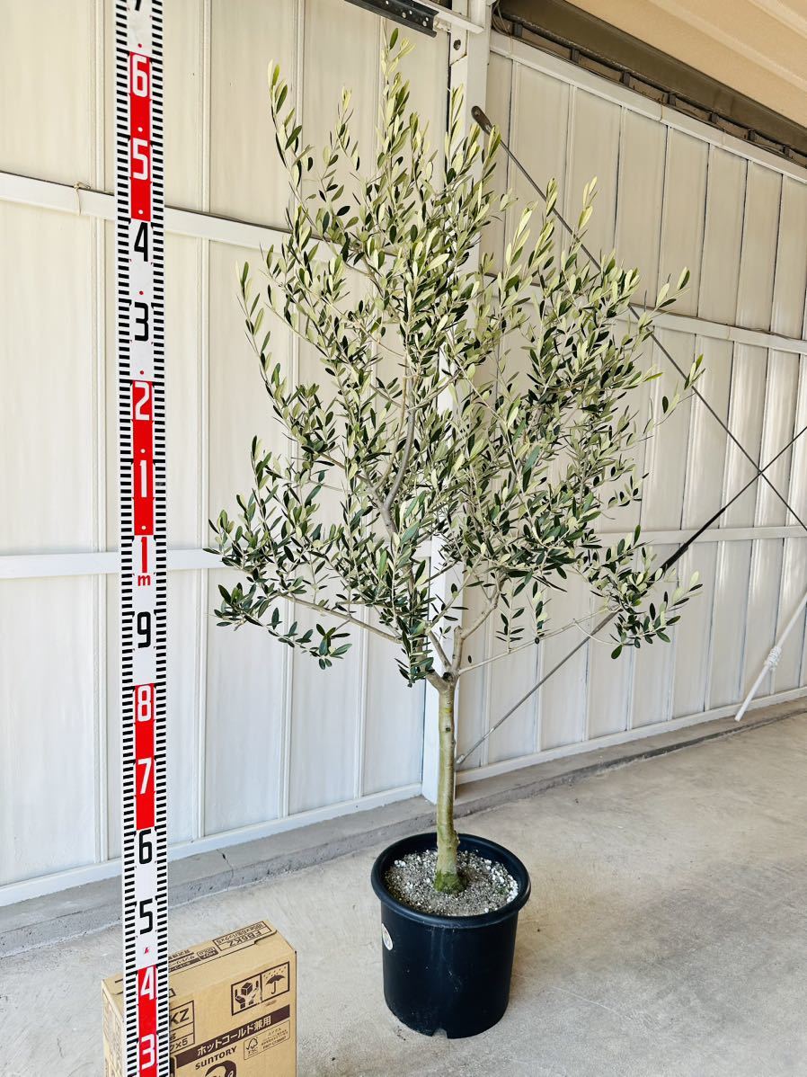 注目ブランド オリーブの木 ルッカ 【樹高:約160cm】 JU10 植物/観葉