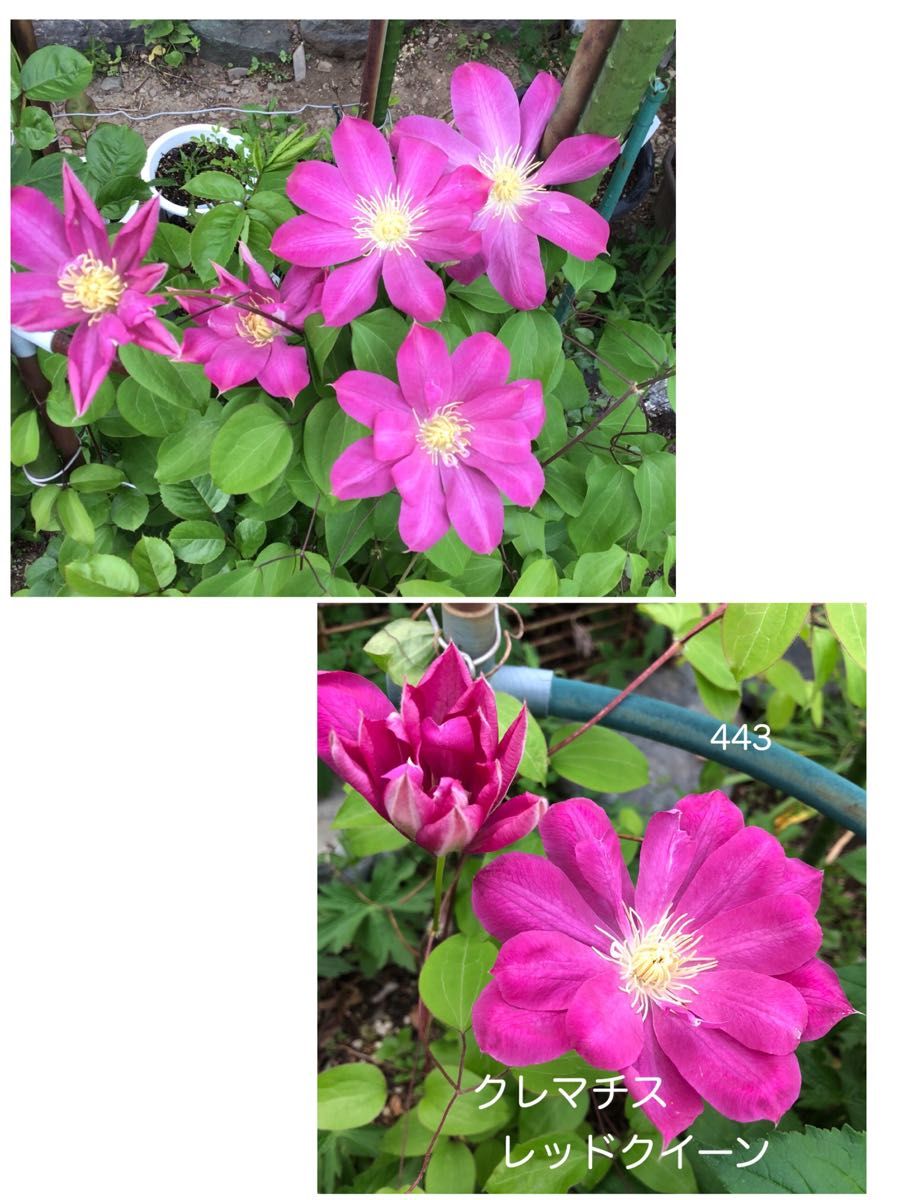 クレマチス　レッドクイーン　花の種　15粒