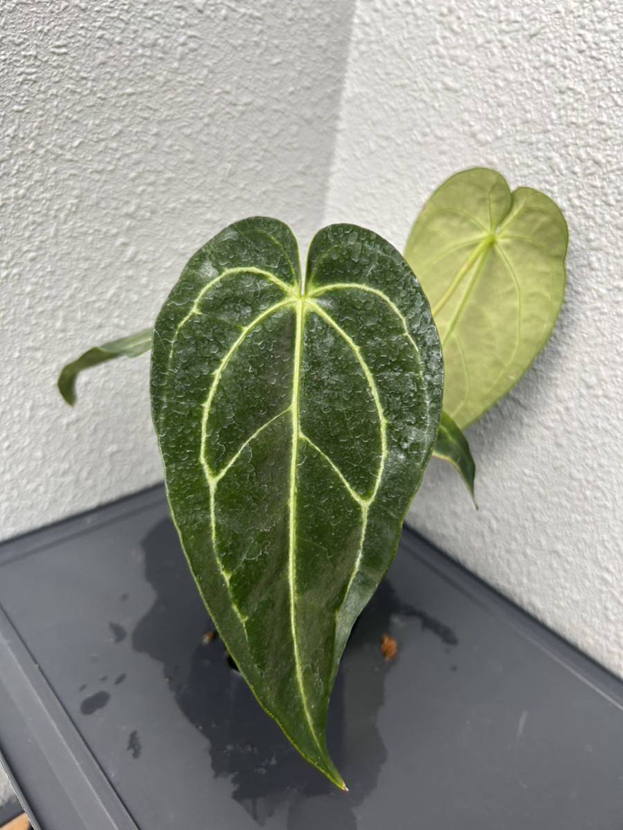 Anthurium Regale(seedling) アンスリウム レガレ モンステラ | hdv