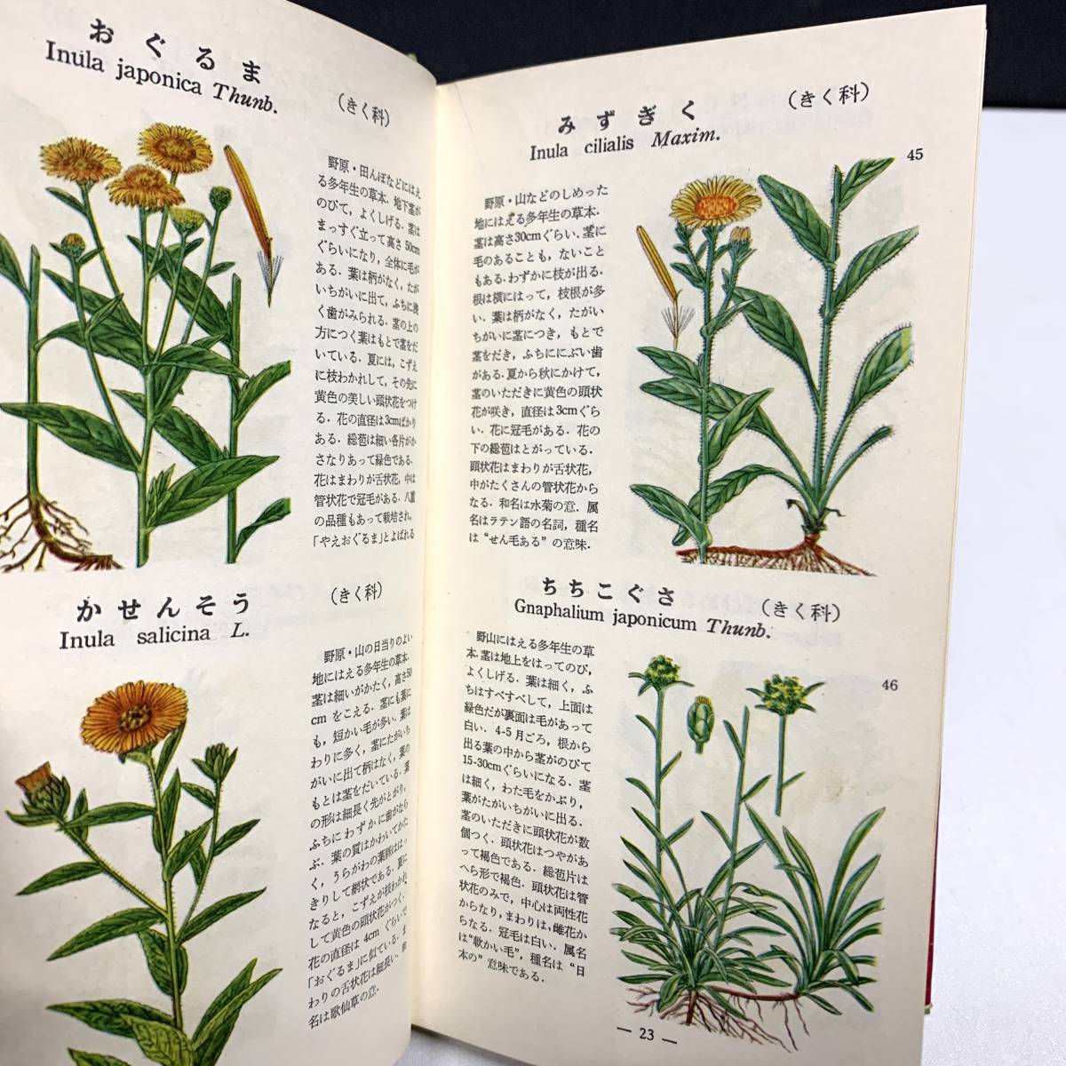 ＊学生版 原色植物図鑑 野外植物篇 牧野富太郎 昭和38年発行 北隆館 箱_画像4