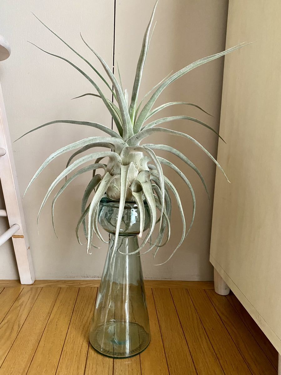 送料無料!ルシールTillandsia Lucille (T. ehlersiana x T