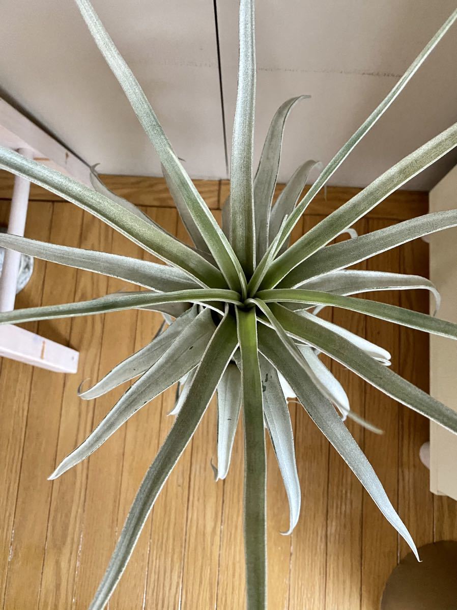 送料無料!ルシールTillandsia Lucille (T. ehlersiana x T