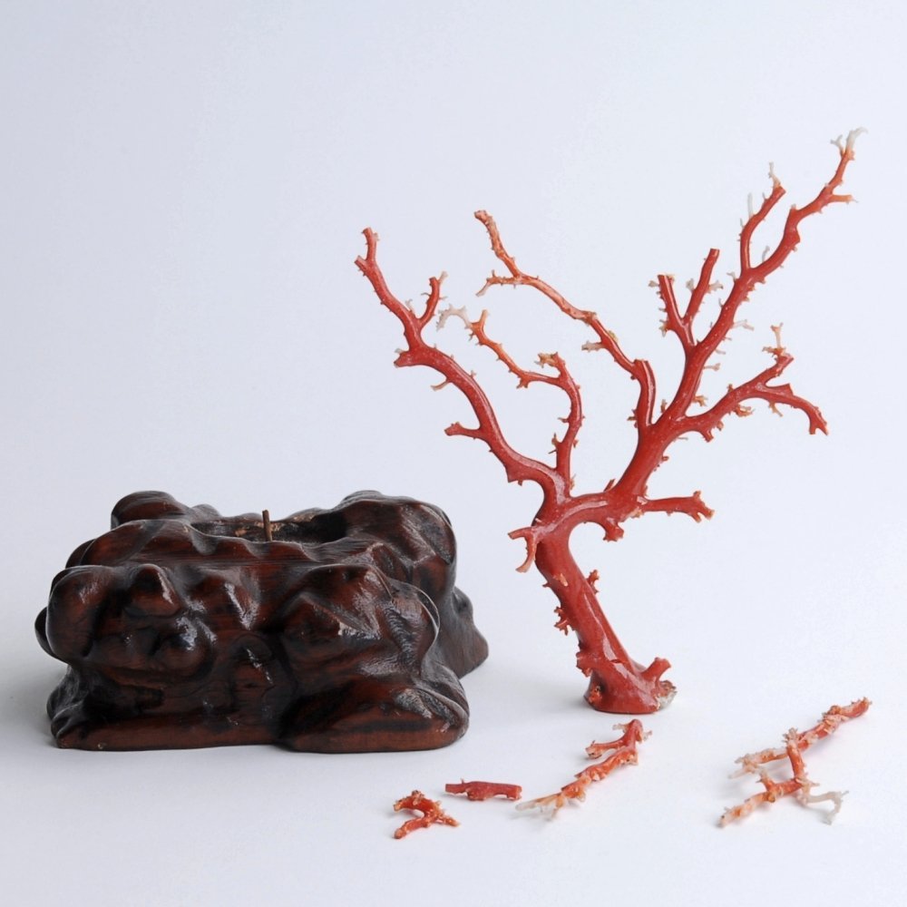 血赤珊瑚　枝珊瑚　置物　１８×１５ｃm　重さ約６４g（台座含まず）