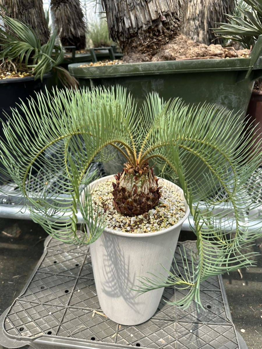 Cycas couttsiana サイカス コッツシアーナ 希少株 www