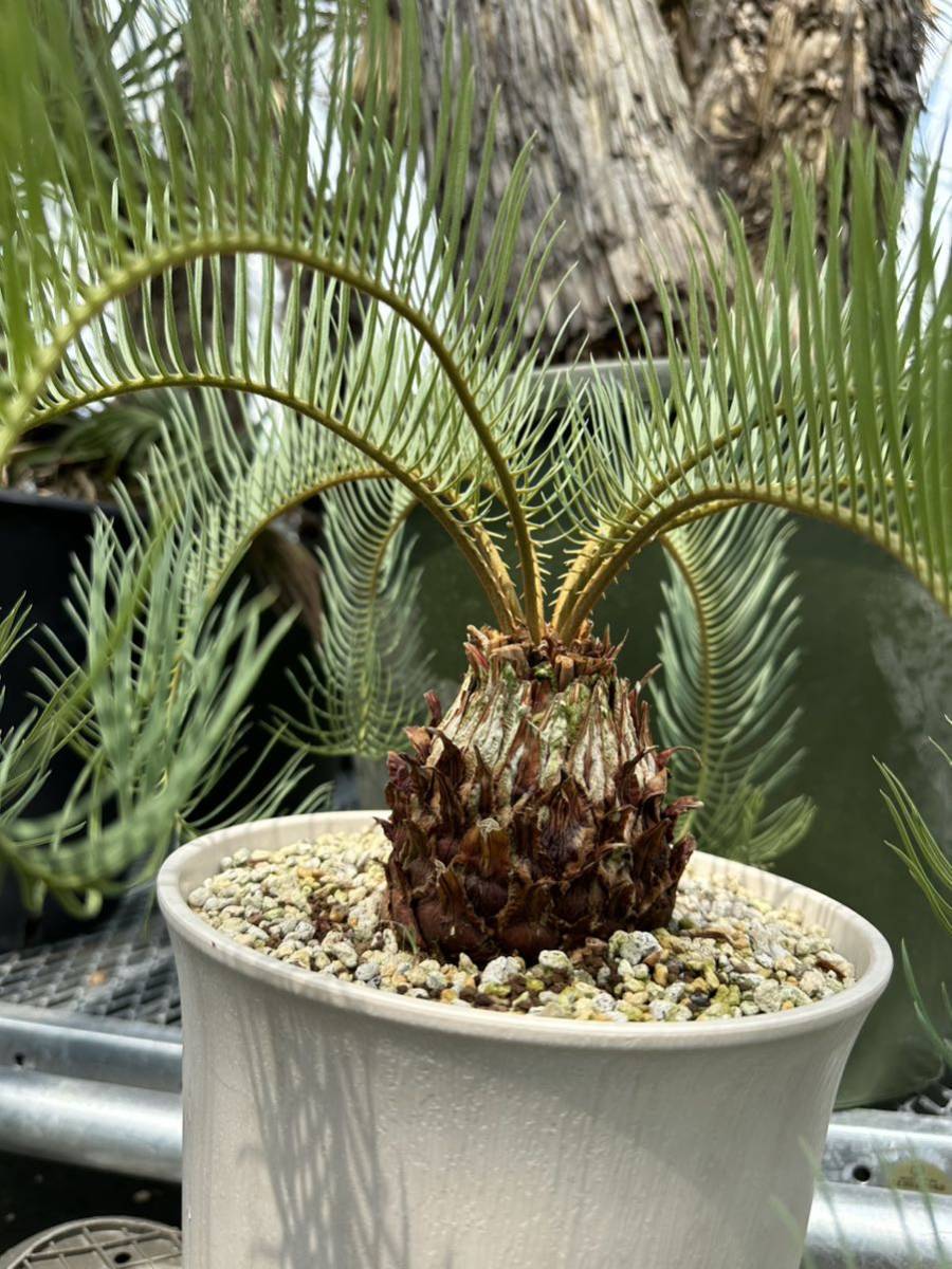 Cycas couttsiana サイカス コッツシアーナ 希少株 - 観葉植物