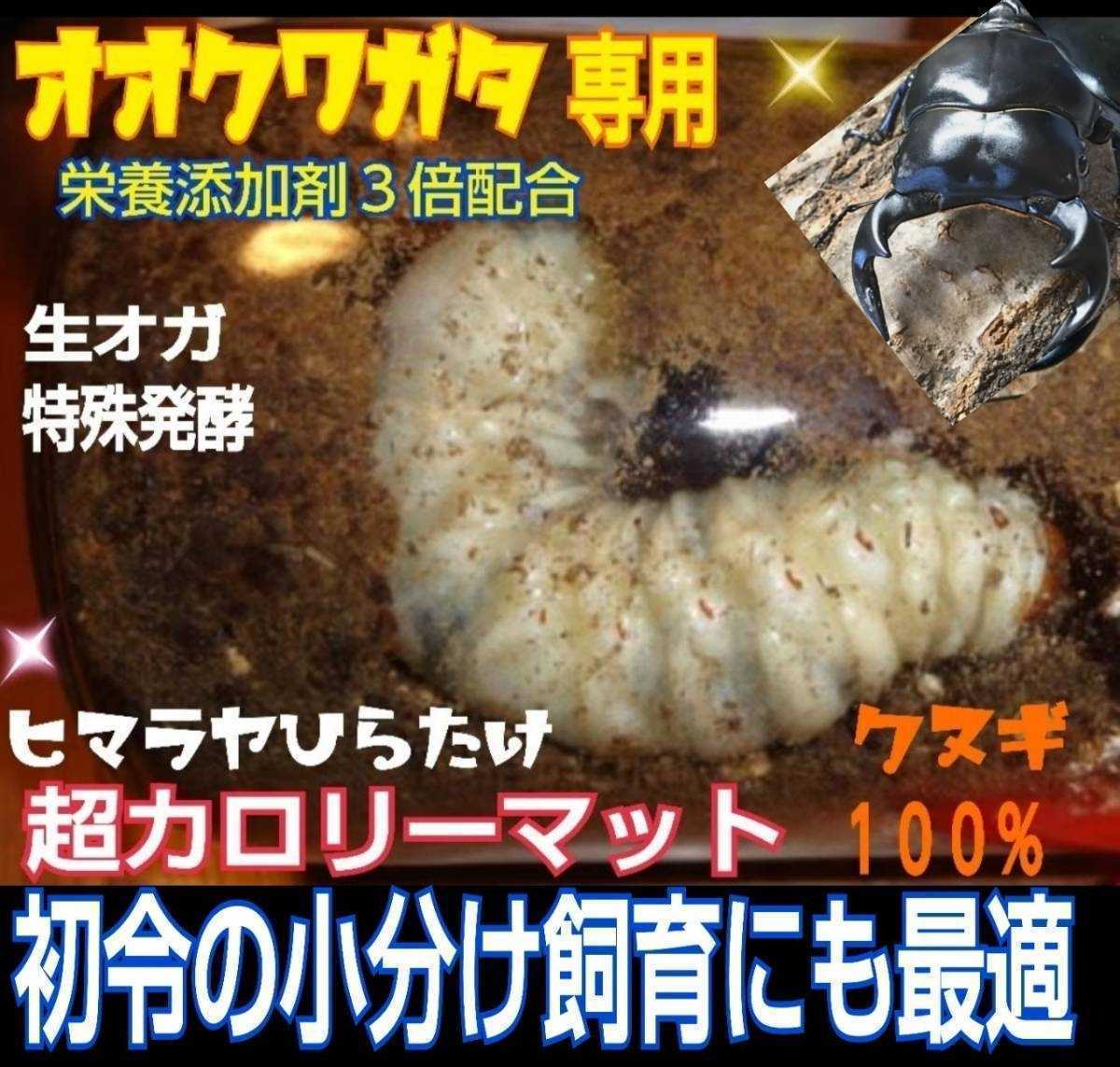  oo stag beetle exclusive use * super height calorie mat! sawtooth oak, raw oga special departure .! symbiosis bacteria, special amino acid etc. nutrition addition agent 3 times combination * ultimate special selection mat 