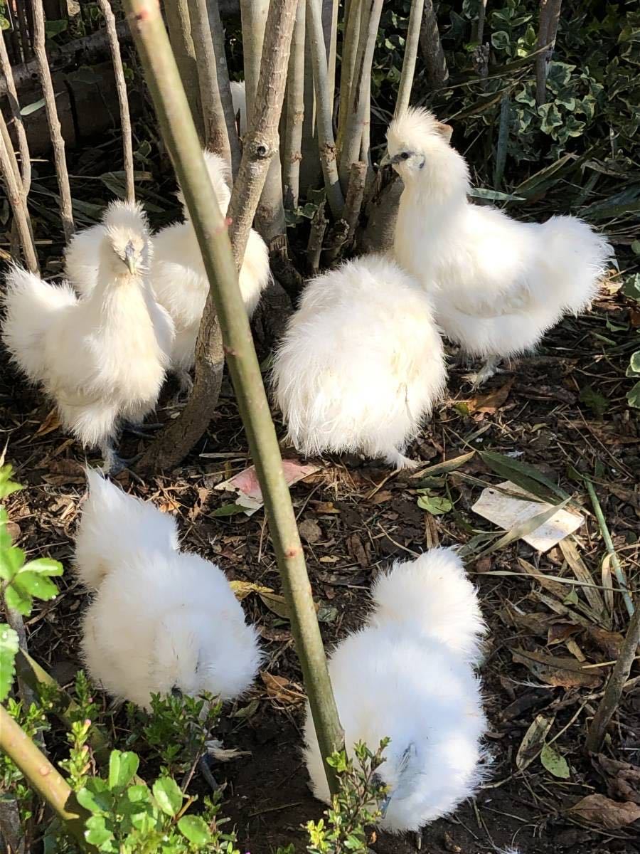 その他 ホロホロ鳥 コウライキジ ゆめちゃん食品 581.9円 本物 agruppa