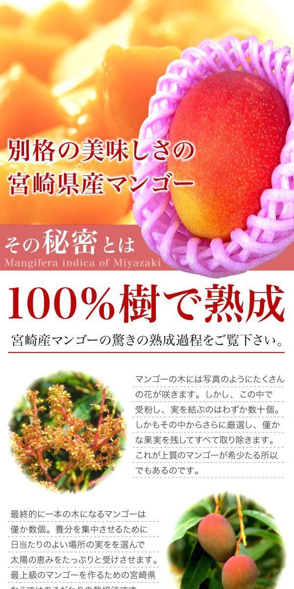 1個出品 予約 訳あり 宮崎県産 完熟アップルマンゴー 宮崎マンゴー 約