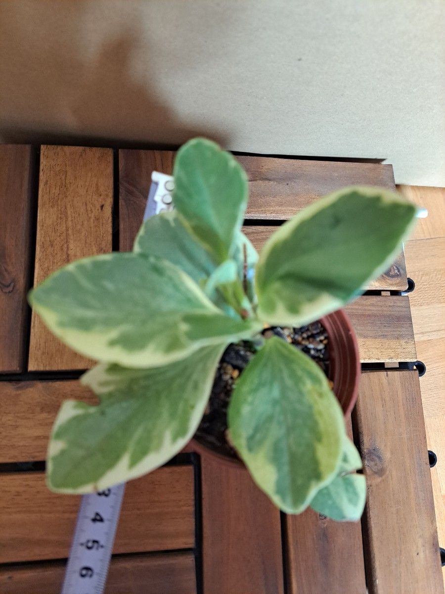 観葉植物 斑入り ペペロミア オブツシフォリア 抜き苗①|Yahoo 観葉植物 斑入り ペペロミア オブツシフォリア 抜き苗①|Yahoo