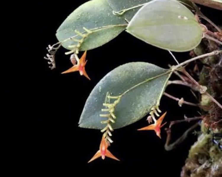 Lepenthes myiophora レパンテス希少パルダリウムミニチュアラン ADA
