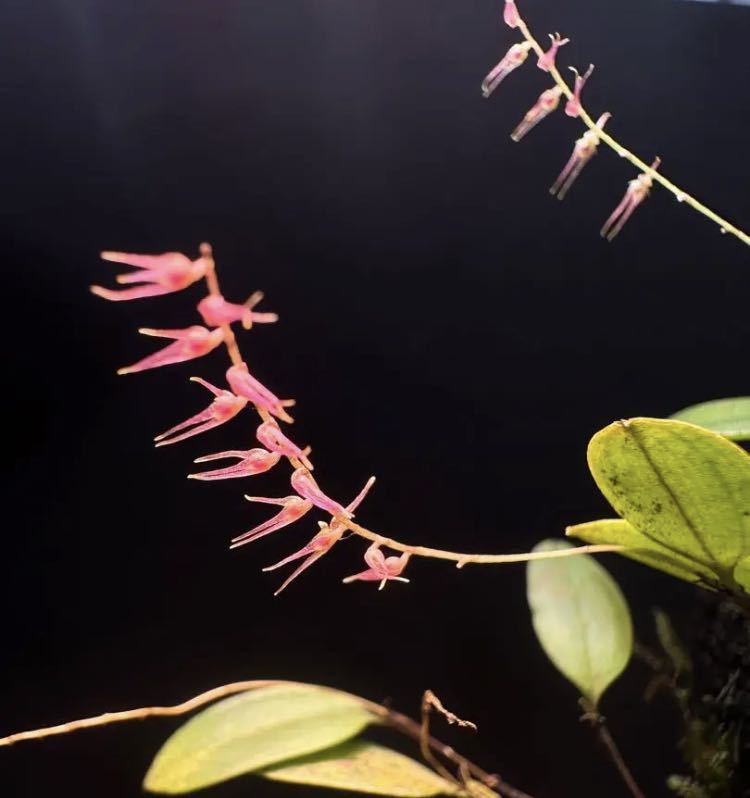 Yahoo!オークション - Lepenthopsis acuminata レパンテスパ...
