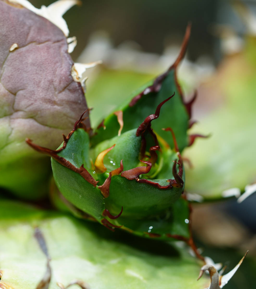 【AGAVE TITANOTA HADES special株】強棘極上株 ムチプリデブハデス デカいです アガベチタノタ 恐龍牙歯 検索) シーザー 悪魔くん SADの画像3