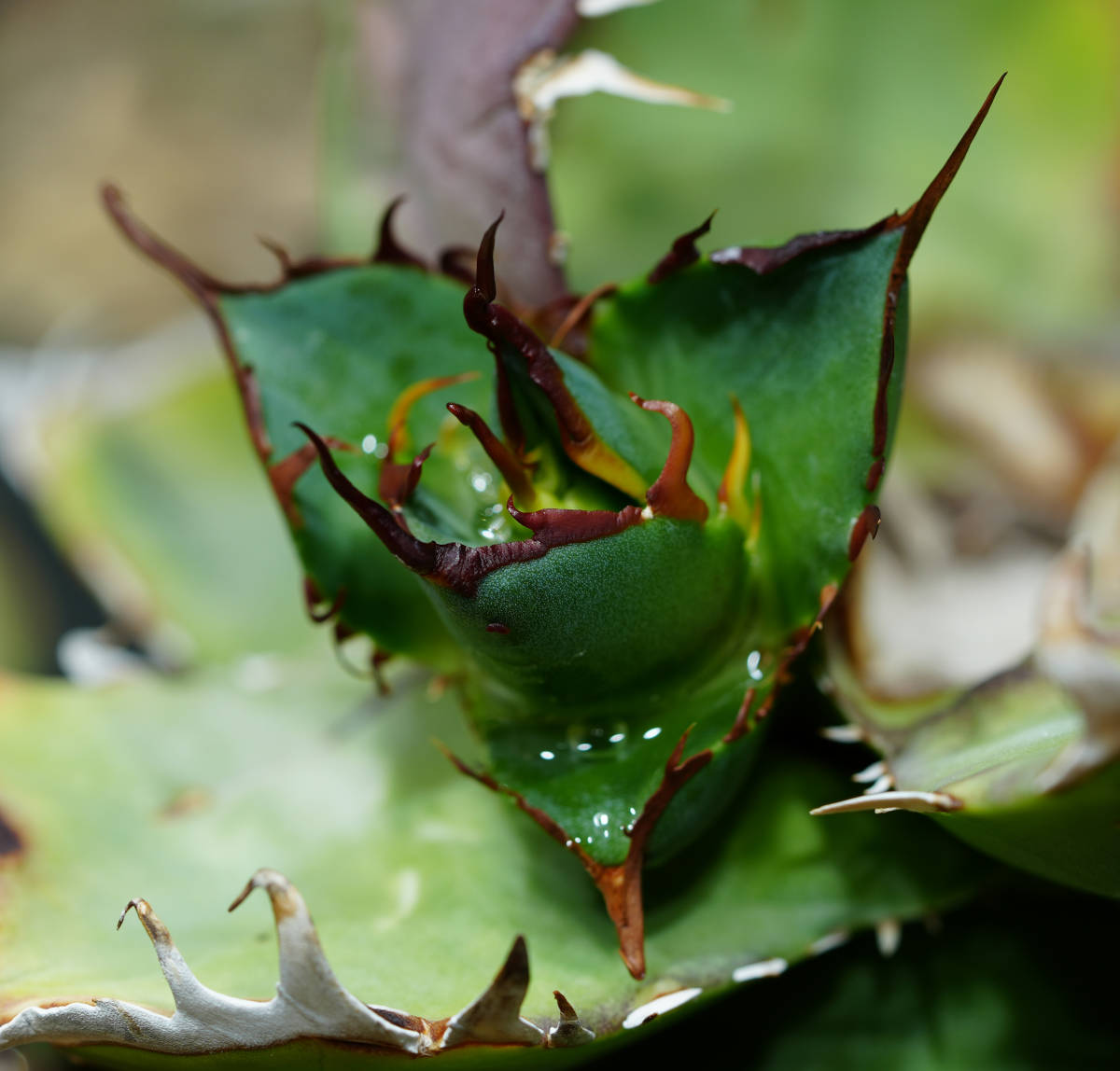 【AGAVE TITANOTA HADES special株】強棘極上株 ムチプリデブハデス デカいです アガベチタノタ 恐龍牙歯 検索) シーザー 悪魔くん SADの画像2