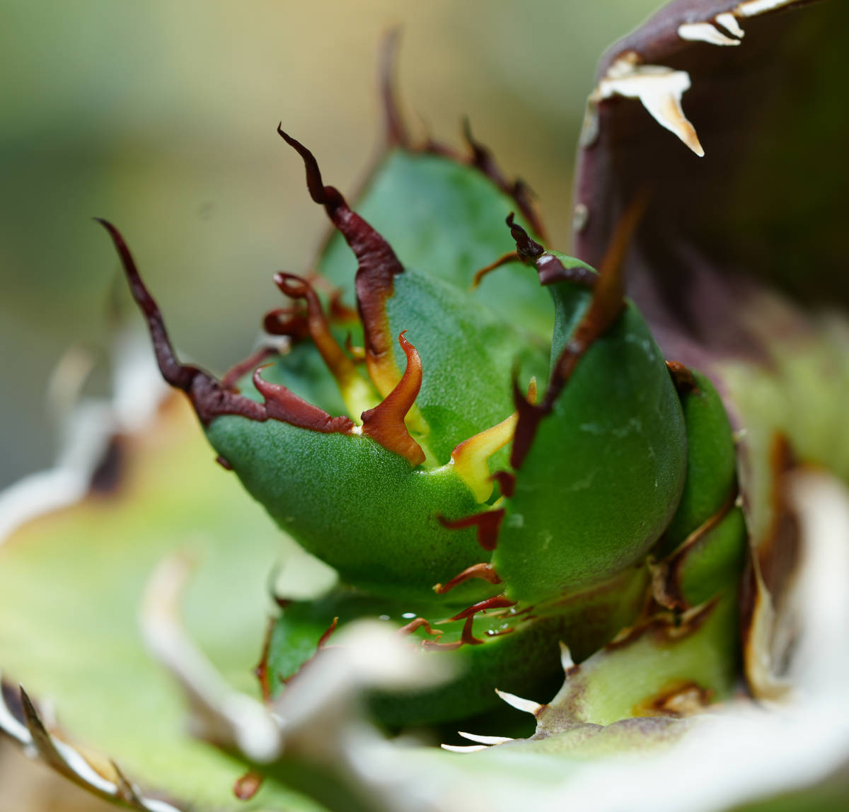 【AGAVE TITANOTA HADES special株】強棘極上株 ムチプリデブハデス デカいです アガベチタノタ 恐龍牙歯 検索) シーザー 悪魔くん SADの画像1