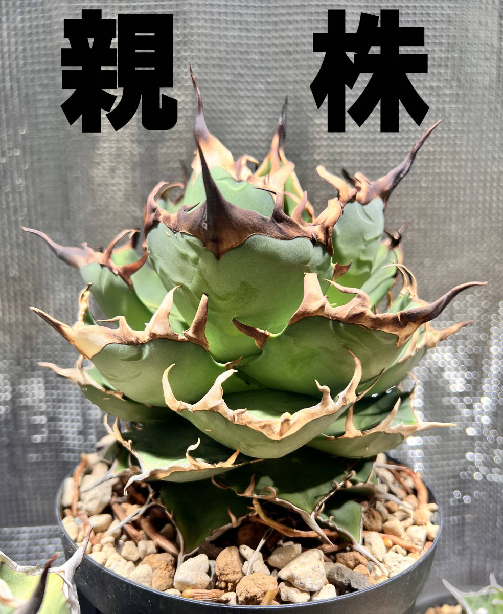 【AGAVE TITANOTA HADES special株】強棘極上株 ムチプリデブハデス デカいです アガベチタノタ 恐龍牙歯 検索) シーザー 悪魔くん SADの画像9