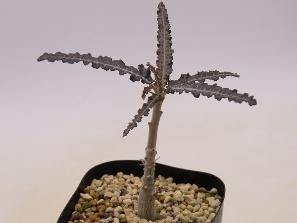 □elongata エロンガータ 実生苗 ヤマト運輸発送のみ 【多肉植物 □elongata エロンガータ 実生苗 ヤマト運輸発送のみ 【多肉植物