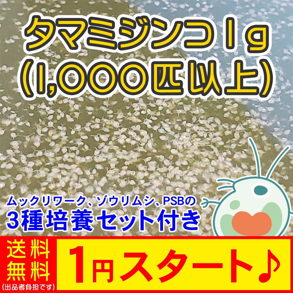 ★1円スタート&送料無料★タマミジンコ1g(1,000匹以上:死着保証あり:ネコポスお届け:自家培養:クロレラ水入り)＼3種培養セット付き／_画像1