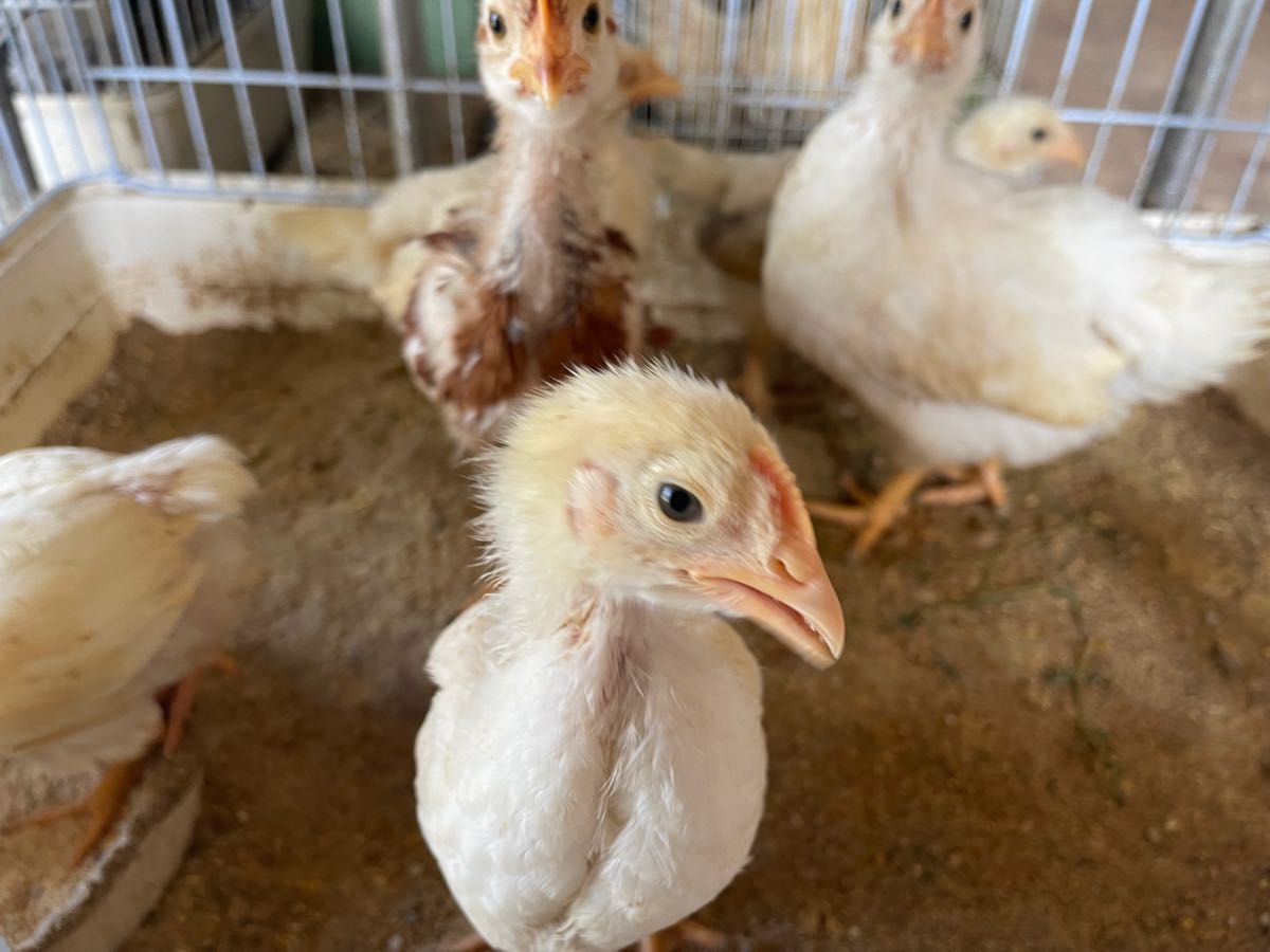 ボリスブラウン　食用有精卵２３個　ボリス　ニワトリ　種卵　受精卵　有精卵　卵　ヤフネコ宅急便で安心発送！