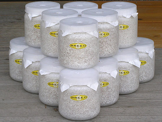 【通販激安】 高品質・高性能 BREED菌糸ビン 1500ml 16本(ブリード 菌糸瓶 菌床)希望本数購入可能 マット、床材 【通販激安】 高品質・高性能 BREED菌糸ビン 1500ml 16本(ブリード 菌糸瓶 菌床)希望本数購入可能 マット、床材