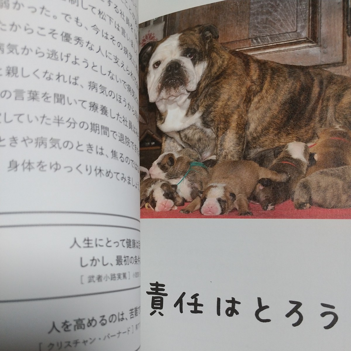2冊セット 人生はニャンとかなる! & 人生はワンチャンス! 水野敬也