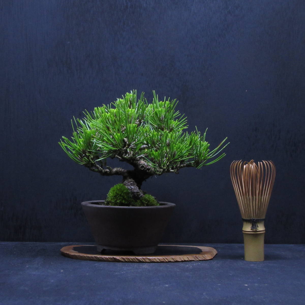 松柏類・盆栽】『 黒松( クロマツ)』P-3/ 盆栽小品盆栽ミニ盆栽厳選