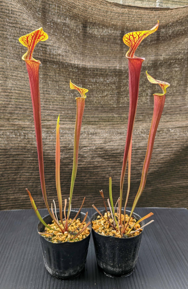食虫植物】サラセニア フラバ アトロプルプレア ( Sarracenia 食虫植物】サラセニア フラバ アトロプルプレア ( Sarracenia