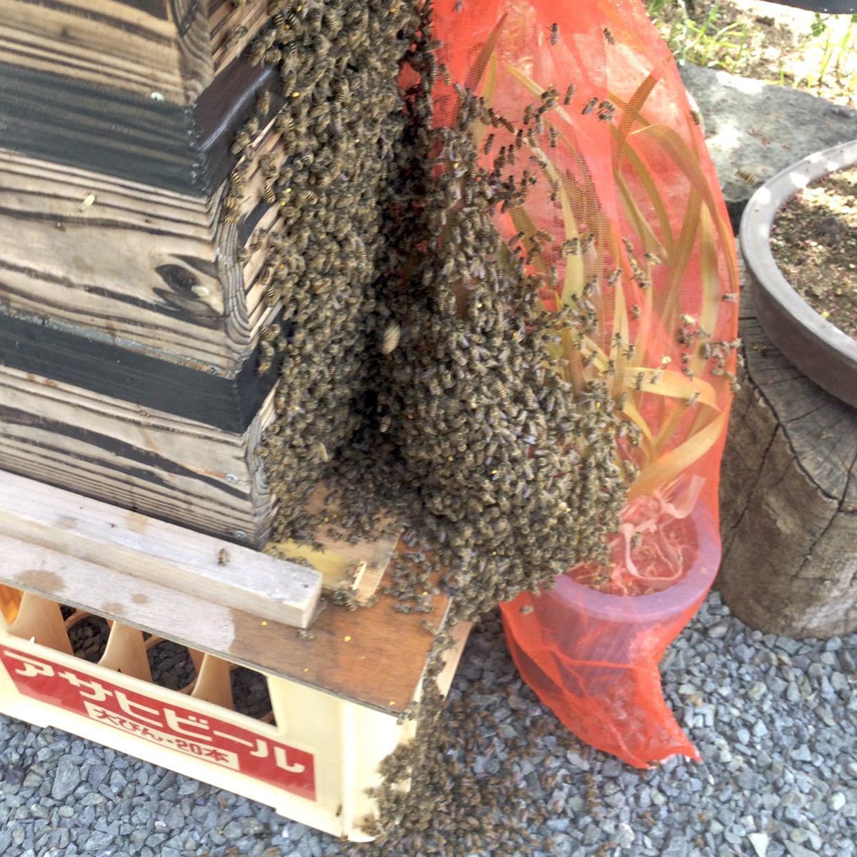 日本蜜蜂(ニホンミツバチ)重箱式待ち箱(巣箱)3段箱