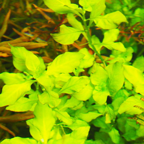 同梱で増量します！送料無料(水草) グリーンルドウィジア (パリストリス) 20本 水上葉の画像1