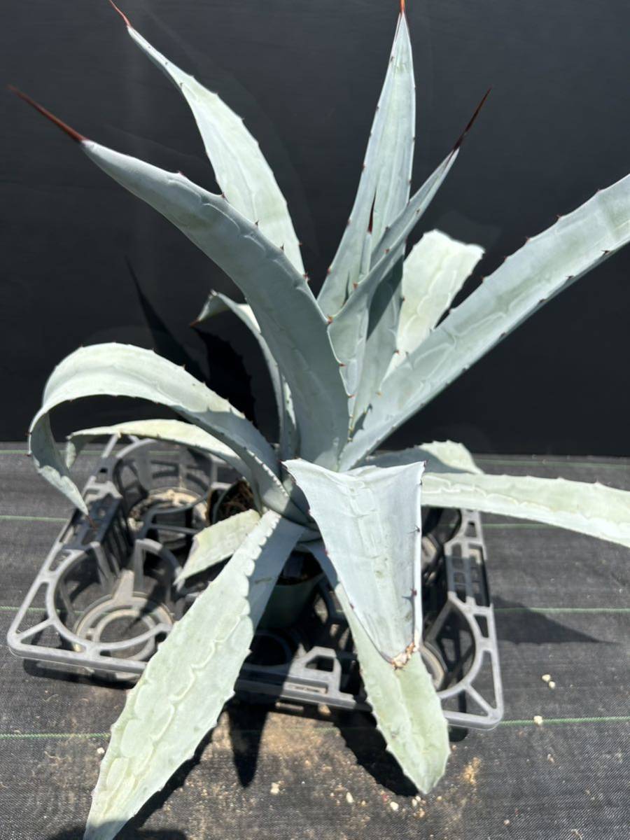 Agave franzosinii アガベ フランゾシニー 特大株 美株 真っ白 | www