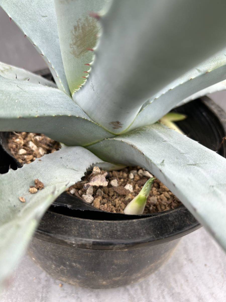 Agave salmiana ssp. crassispina アガベ サルミアナ クラッシスピナ 大株 美株 の画像7