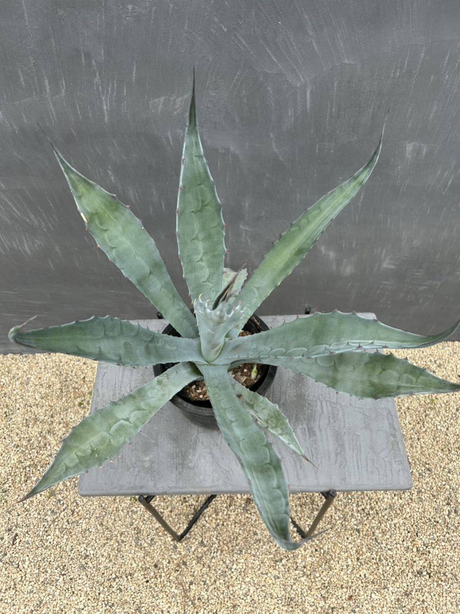 Agave salmiana ssp. crassispina アガベ サルミアナ クラッシスピナ 大株 美株 の画像3