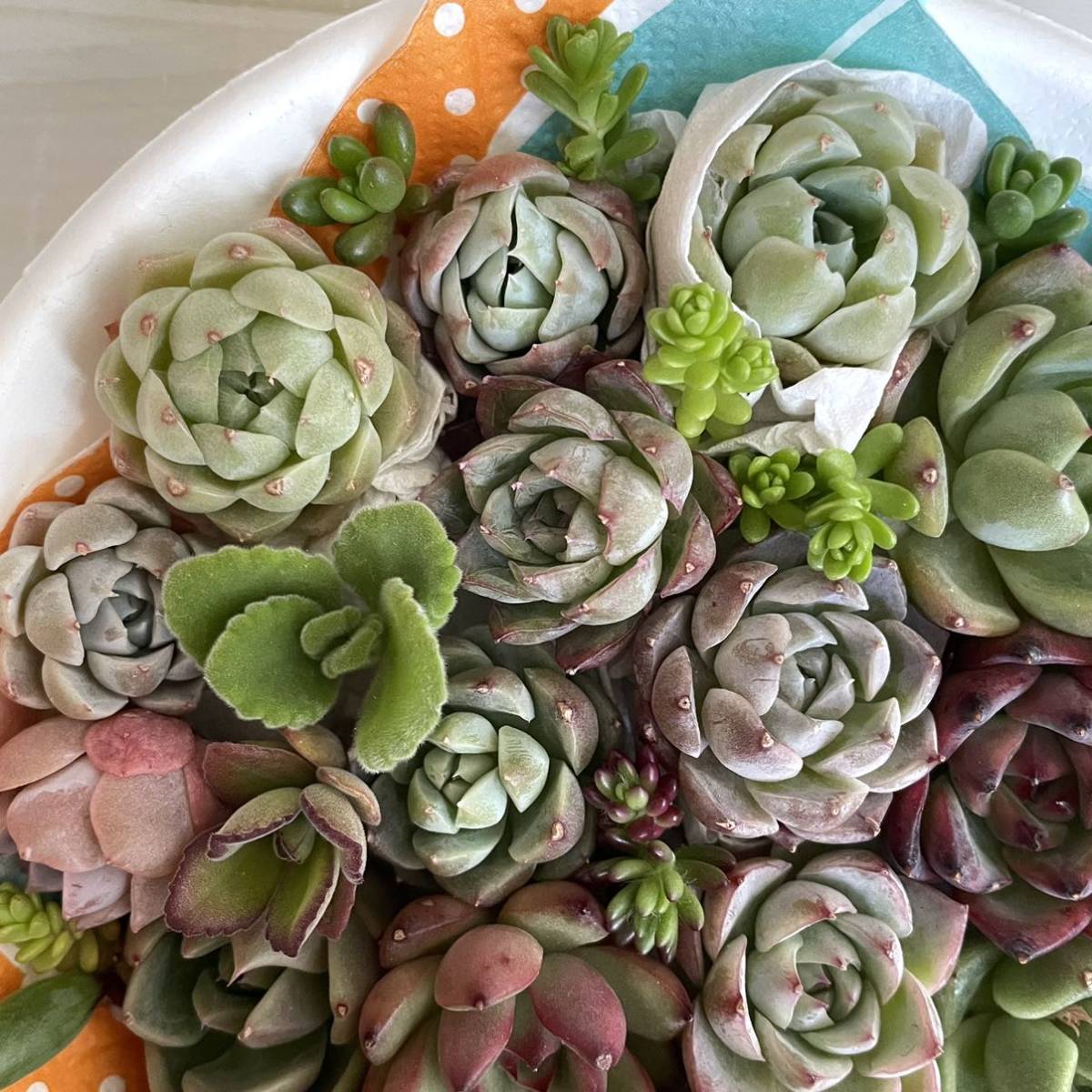 新品 送料無料 リップスティック 韓国苗 同梱350円カット苗 多肉植物