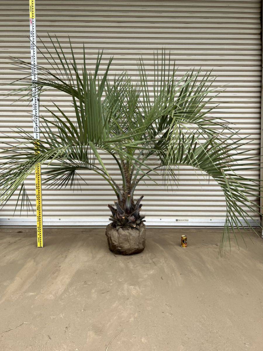 送料込み ココスヤシ シルバーリーフ 形状良 庭木 庭木 新築、鉢植え等