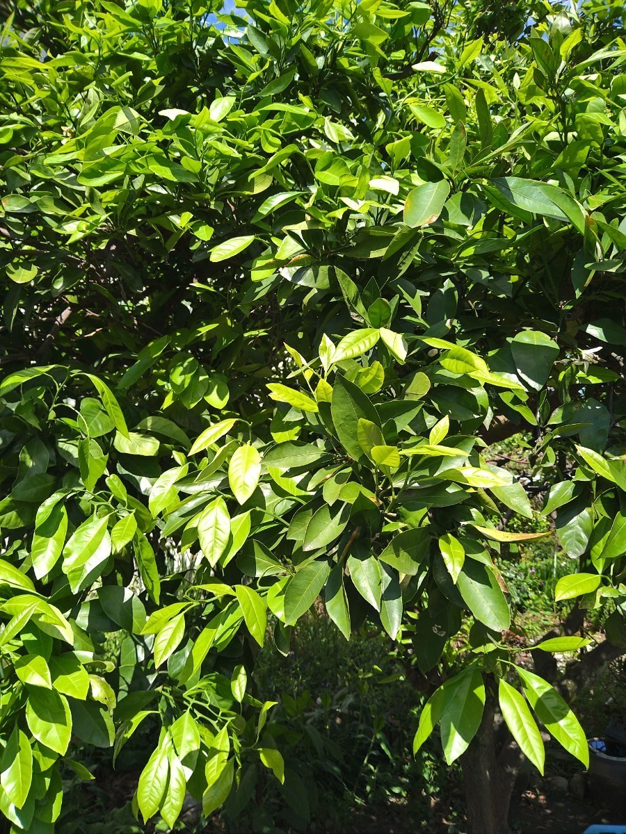 夏みかんの葉 80枚 葉 アゲハ 虫 餌 みかん 葉